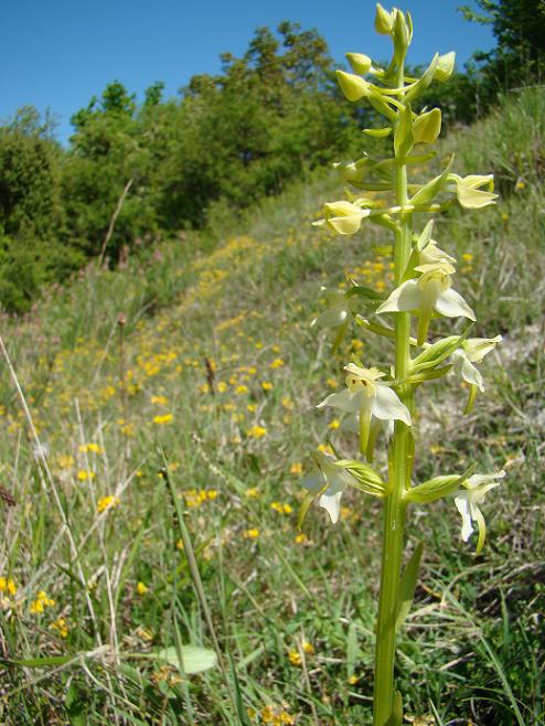 Bergnachtorchis