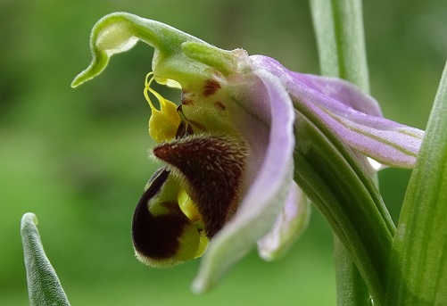 Bijenorchis - Belval-en-Argonne - Ophrys apifera