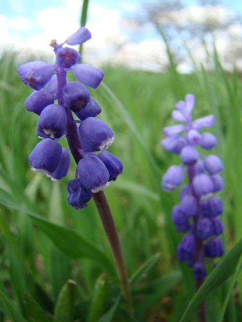 Blauwe druifjes