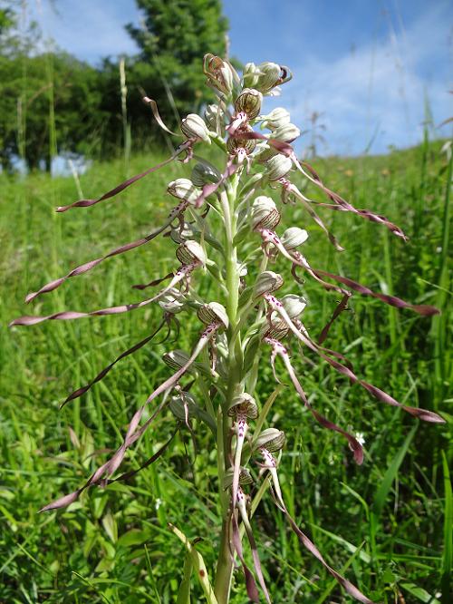 Bokkenorchis in de Marne