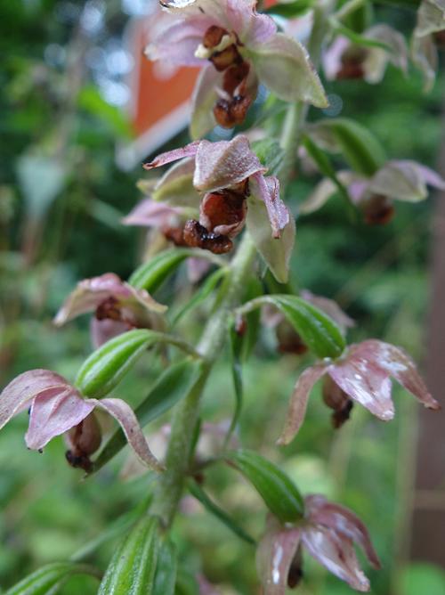 Brede wespenorchis