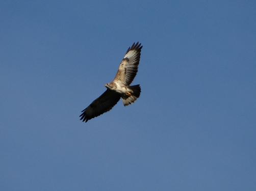 Argonne - Buizerd - Belval-en-Argonne - 28 december 2015