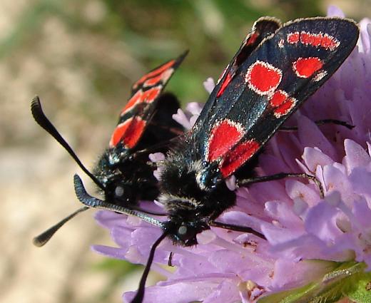 Zygaena carniolica