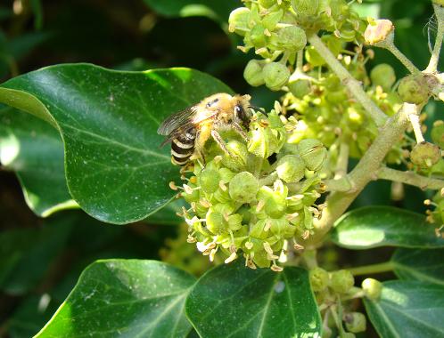 Klimopzijdebij - Colletes hederae