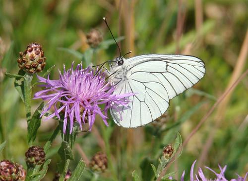 Groot geaderd witje