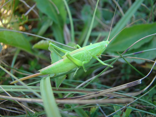 Grote spitskop