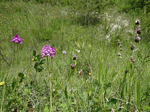 Hommelorchis in de Argonne