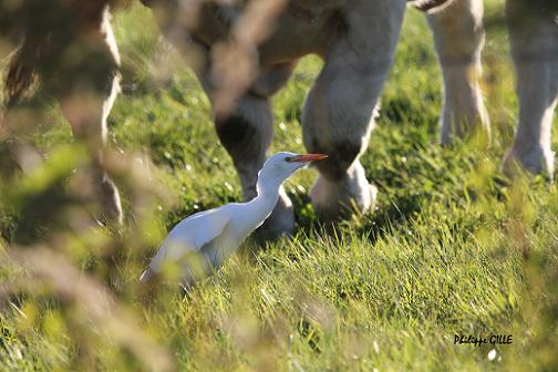 Koereiger - Bubulcus ibis - Philippe Gille