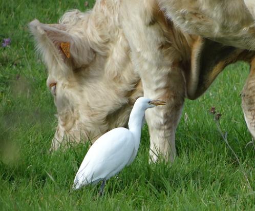 Koereiger - Bubulcus ibis