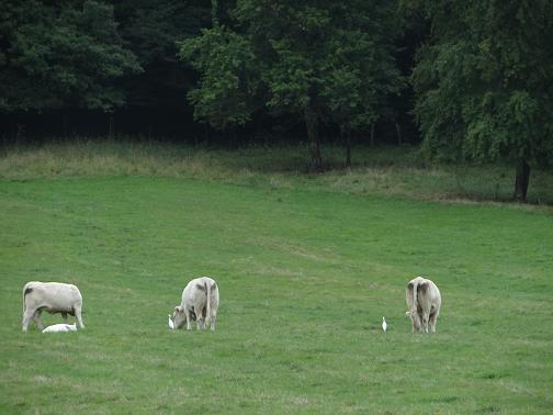 Koereiger