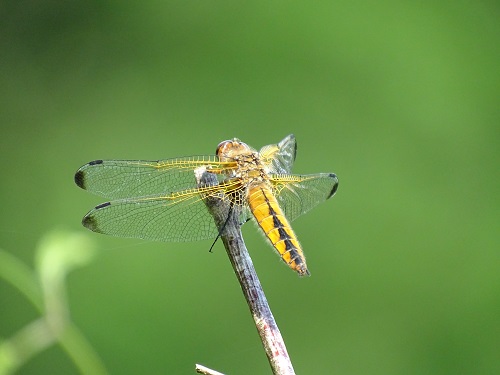 Bruine korenbout - Libellula fulva