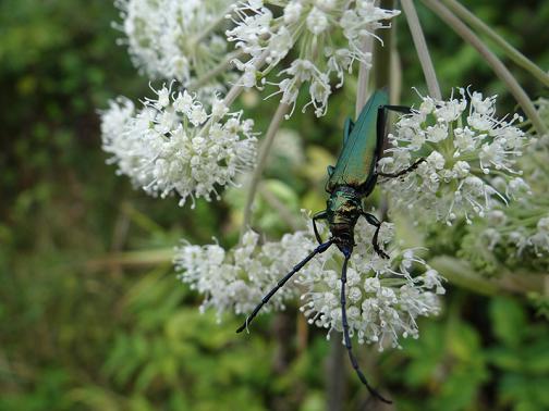 Muskusboktor - Aromia moschata