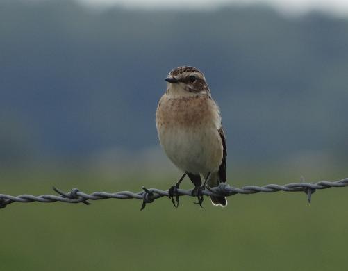 Paapje - Saxicola rubetra