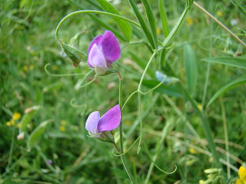 Ruige lathyrus