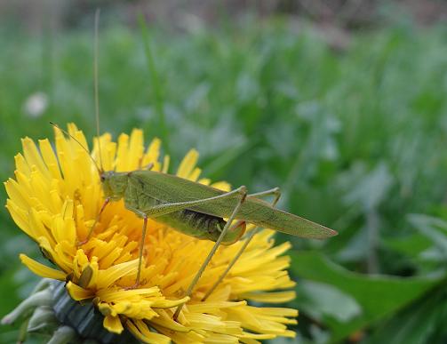 Sikkelsprinkhaan - Phaneroptera falcata