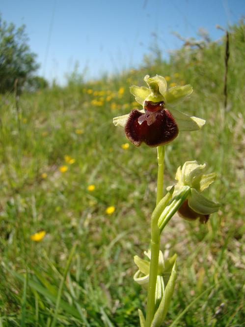 Spinnenorchis