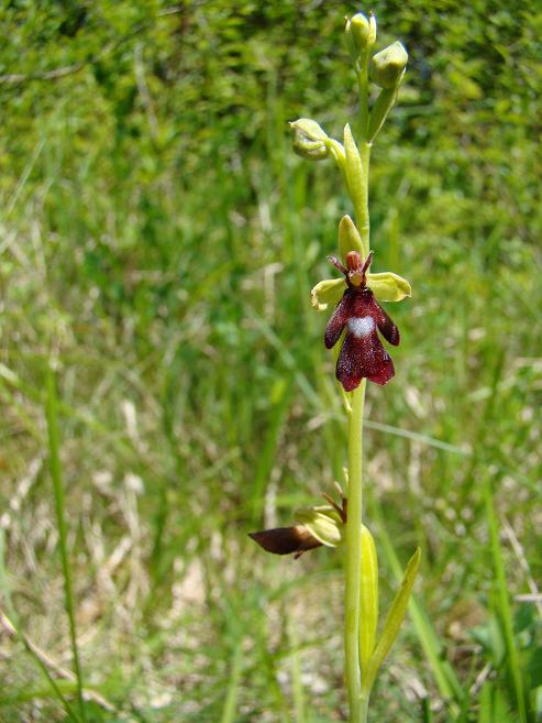 Vliegenorchis