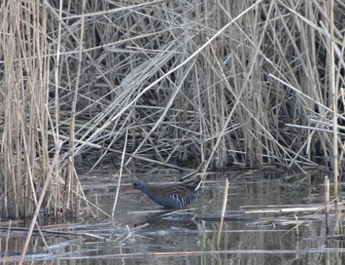 Waterral - Belval-en-Argonne