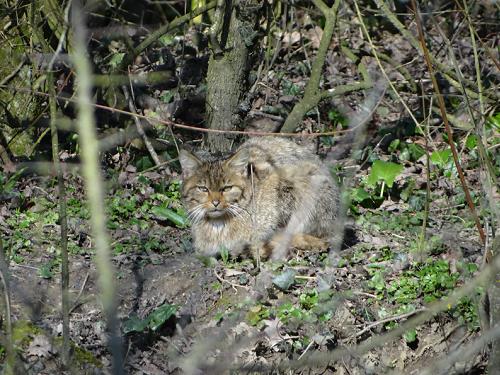 Wilde kat - Belval-en-Argonne