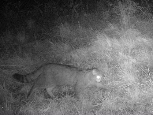 Wilde kat - welkom als tuinsoort