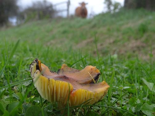 Zwartwordende wasplaat - Hygrocybe conica