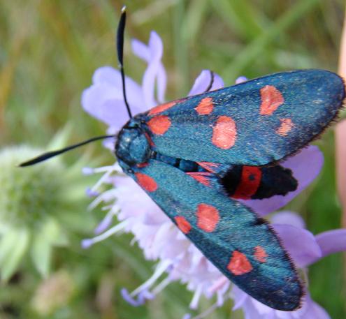 Zygaena ephialtes